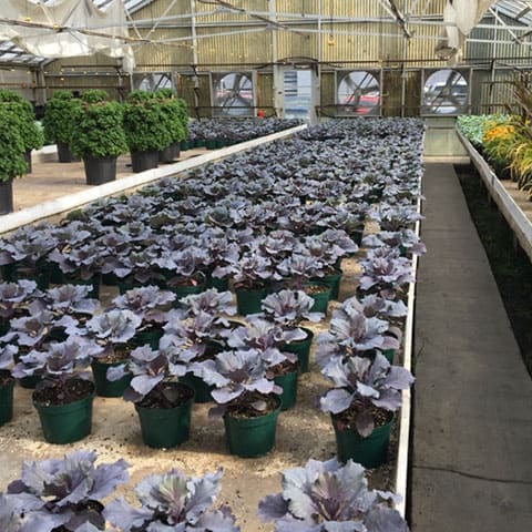 Estate Nursery